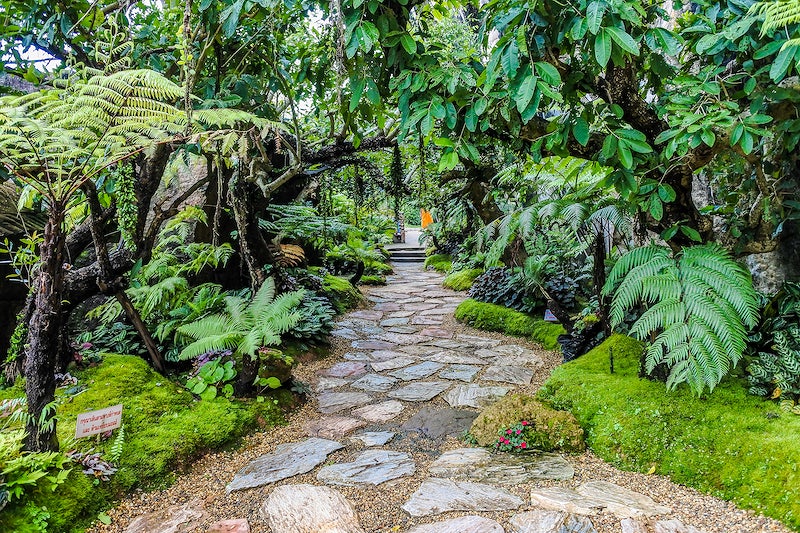 A lush rainforest scene with a large stone path, surrounded by dense greenery and towering trees.